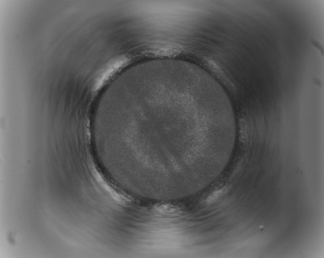 X0000099480634200805231856