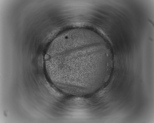 X0000099480637200805231856
