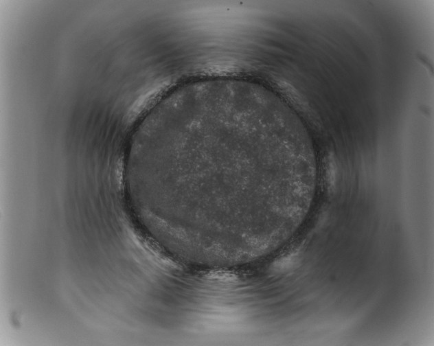 X0000099480640200805231856