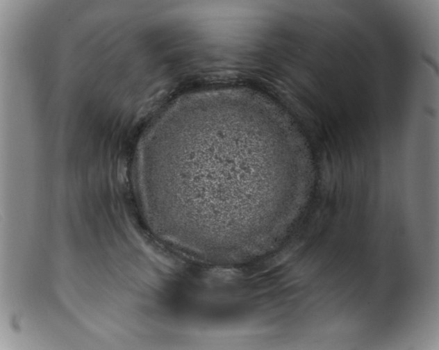 X0000099480711200805231855