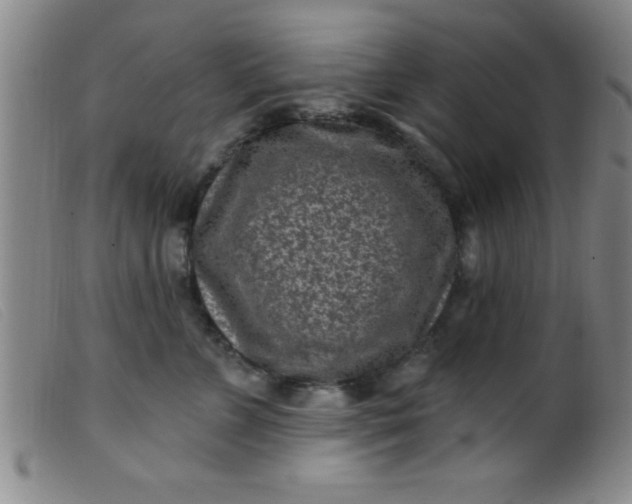 X0000099480715200805231855