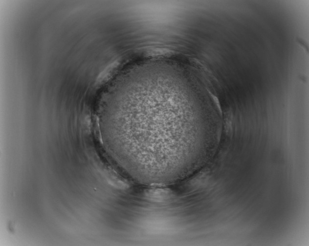 X0000099480716200805231855
