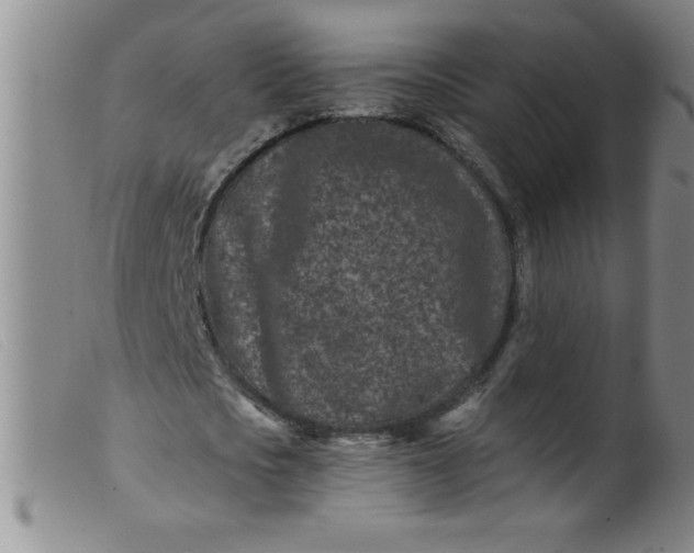 X0000099480721200805231855