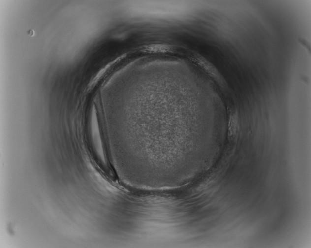 X0000099480722200805231855