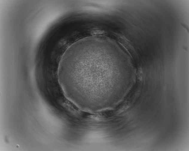 X0000099480763200805231855