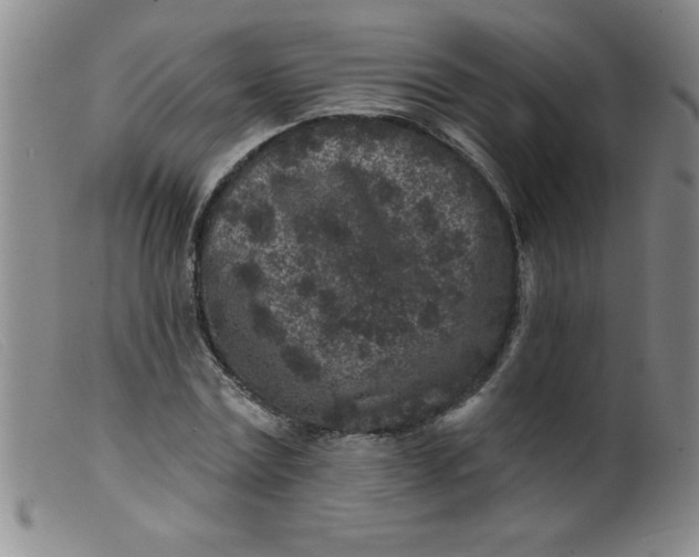 X0000099480779200805231854