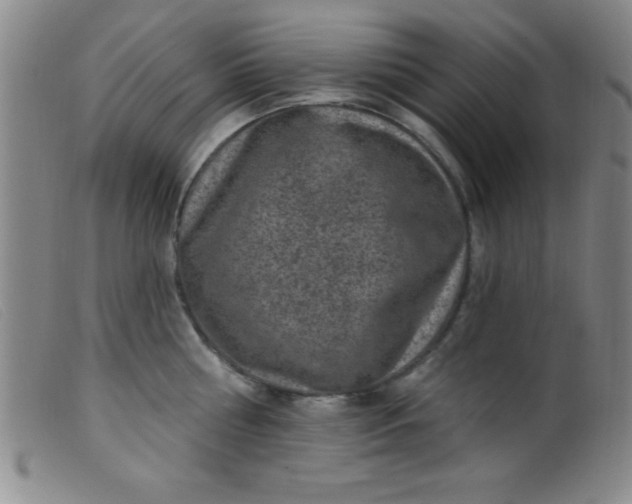 X0000099480810200805231854