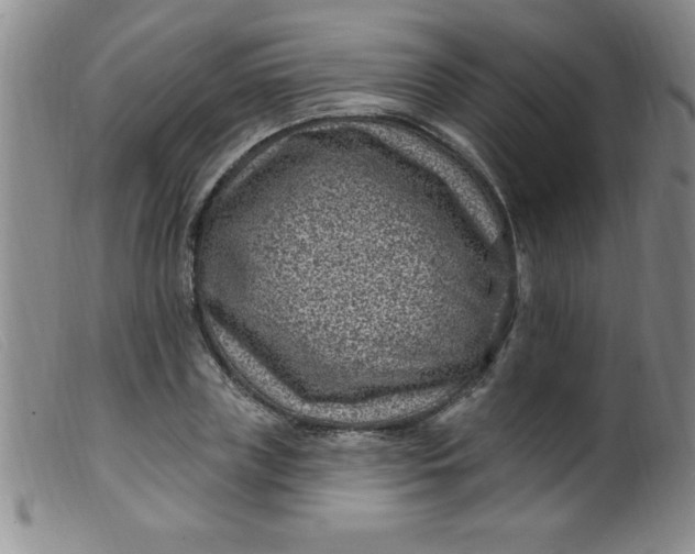 X0000099480835200805231853