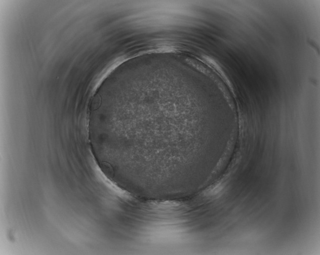 X0000099480851200805231854