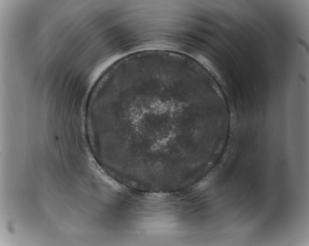X0000099480854200805231854