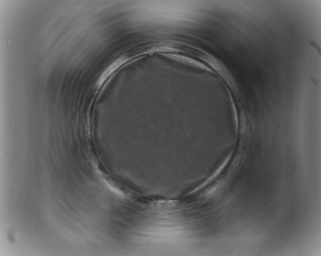 X0000099480858200805231854