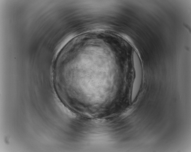X0000099480859200805231854
