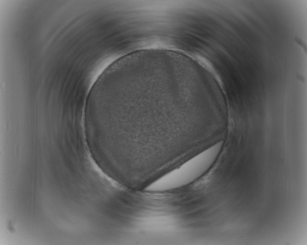 X0000099480863200805231854