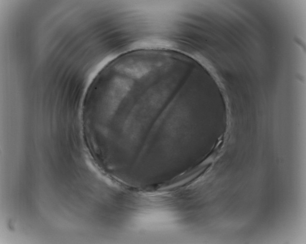 X0000099480864200805231854