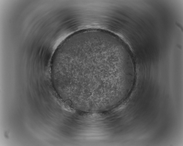 X0000099480879200805231853