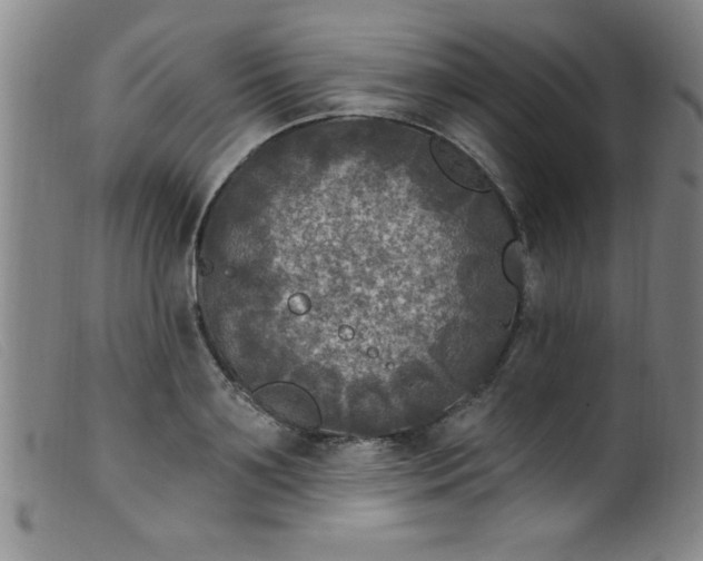 X0000099480891200805231852