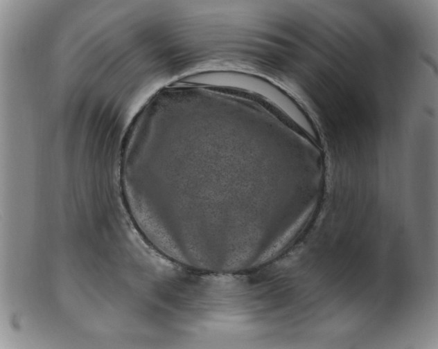 X0000099480896200805231852