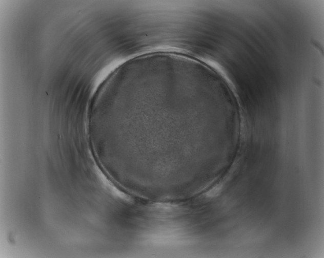 X0000099480910200805231852