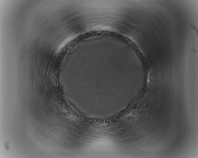 X0000099480919200805231851