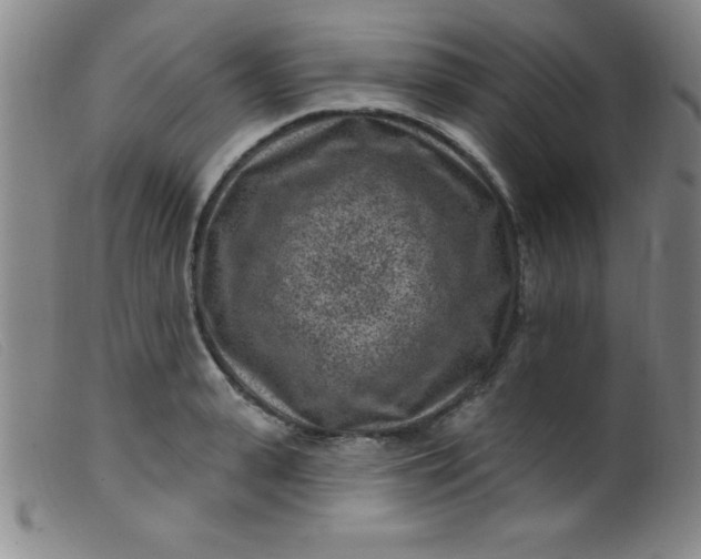 X0000099480943200805231852