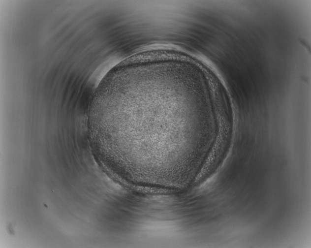 X0000099480953200805231852