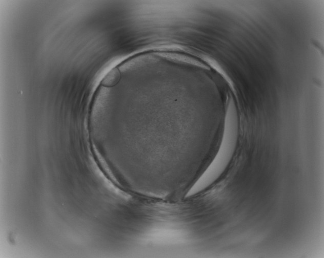 X0000099480959200805231852