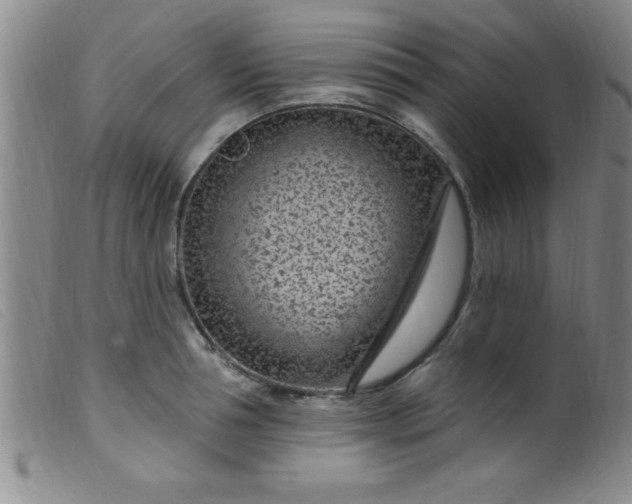 X0000099480994200805231851