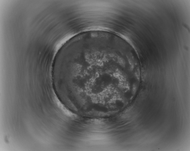 X0000099480995200805231851