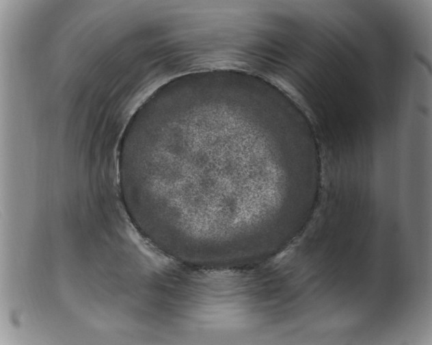 X0000099481031200805231850
