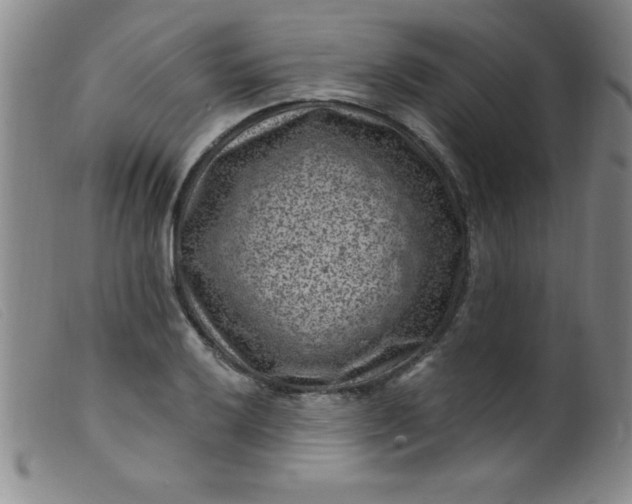 X0000099481032200805231850
