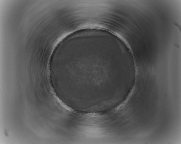 X0000099481037200805231850