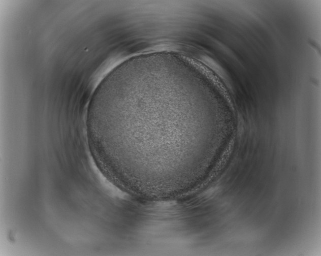 X0000099481055200805231850