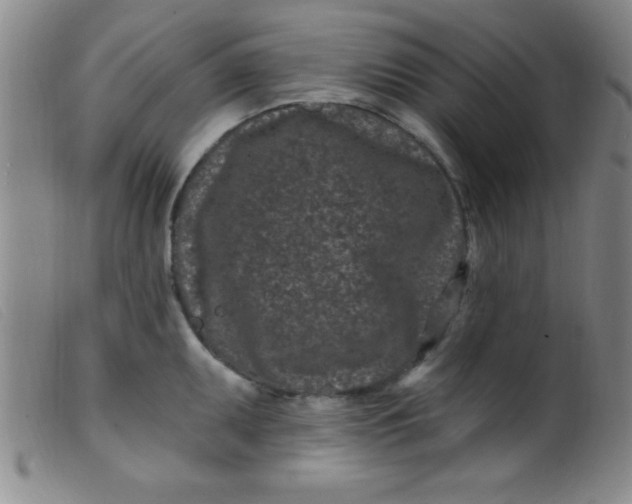 X0000099481095200805231849