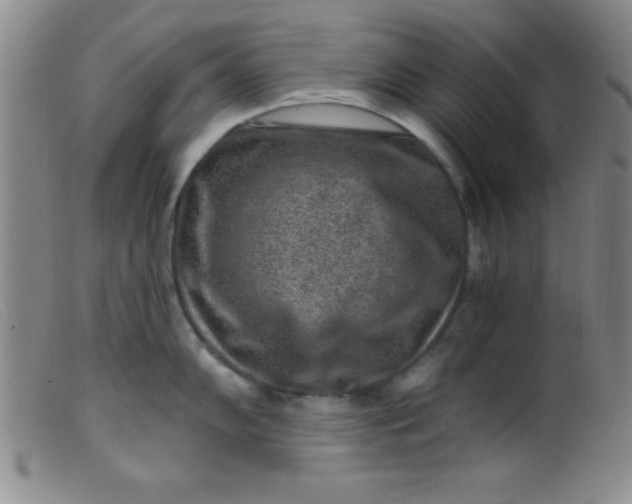 X0000099481102200805231849