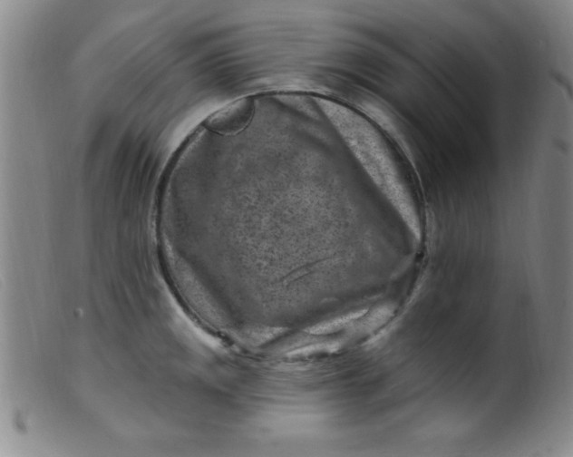 X0000099481141200805231849