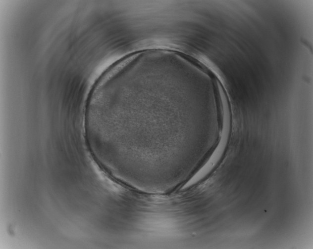 X0000099481144200805231849