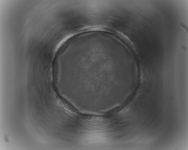 X0000099481174200805231848