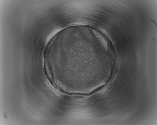 X0000099481179200805231848