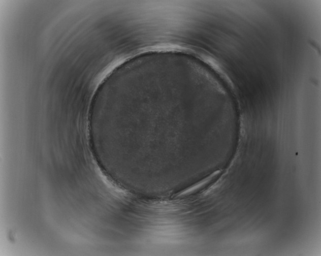X0000099481229200805231847