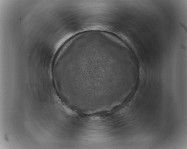 X0000099481230200805231847