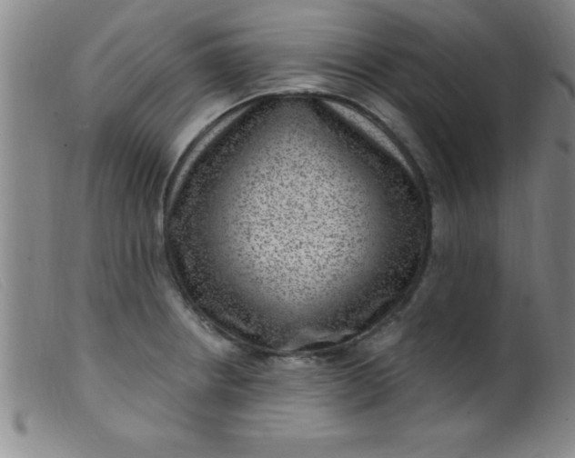 X0000099481234200805231847