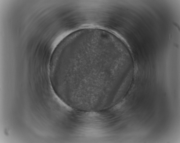 X0000099481239200805231847