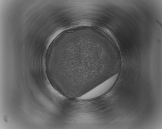 X0000099481243200805231847