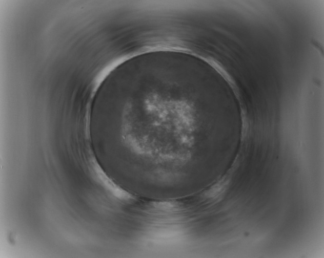 X0000099481246200805231847
