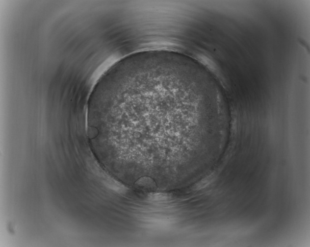 X0000099481275200805231846