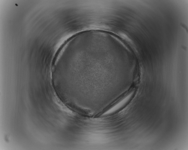 X0000099481280200805231846
