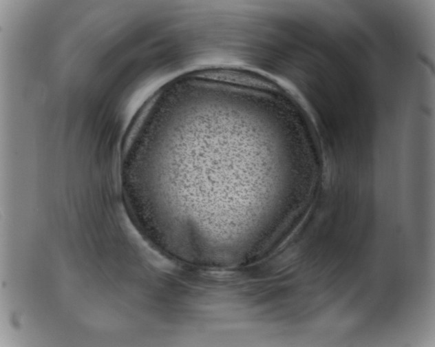 X0000099481295200805231846