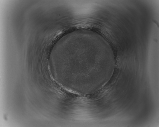 X0000099481297200805231845