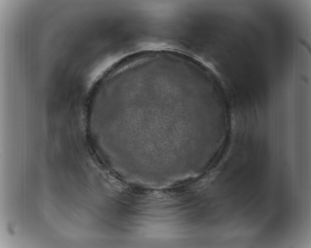 X0000099481311200805231845