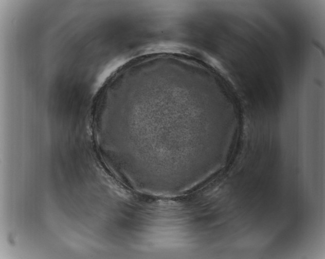 X0000099481312200805231845